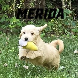 Merida - Cream female Goldendoodle puppy in Milford, Michigan from Servant Kennel
