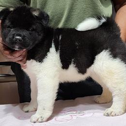 Akita Puppies from Magnolia Akitas