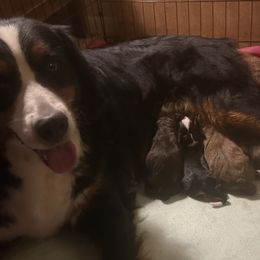 Bernedoodle puppies from Beitzel Babies