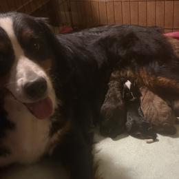 Bernedoodle puppies from Beitzel Babies