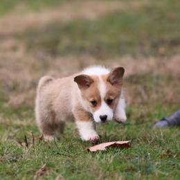 Pembroke Welsh Corgi Puppies from Goldstar Puppies