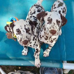Thunder,  Tan collar - White and liver brown male Dalmatian puppy in Decatur, Alabama from Hollytree Dalmatians