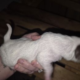 Girl 2 - White female Chihuahua puppy in Trout, Louisiana from Magnolia Farm's LLC