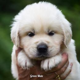 Churro - Light golden male Golden Retriever puppy in Hagerstown, Maryland from Pinewood Acres Goldens