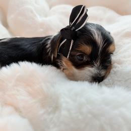 Yorkshire Terrier puppies from Lavish Yorkies