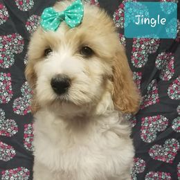 Bernedoodle, Goldendoodle, and Poodle Puppies from Granton Creek