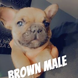 Brown - Fawn and white male French Bulldog puppy in Reno, Nevada from Silver State Bulldogs