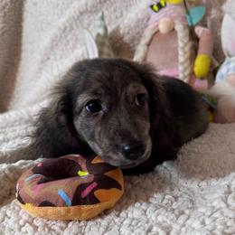 Black - Sable male Dachshund puppy in Waukegan, Illinois from Rolling and Howling Basset Hounds and Dachshunds