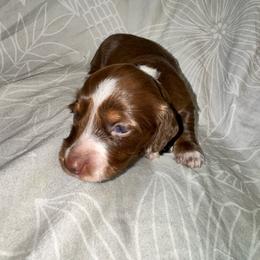 AKC female 4 - Chocolate and tan female Dachshund puppy in Knoxville, Tennessee from Thea's Puppies