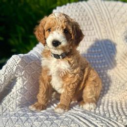 Dopey - Red  male Goldendoodle puppy in Stockton, California from Port City Doodles