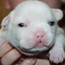 French Bulldogs from Key of Perfection Frenchies