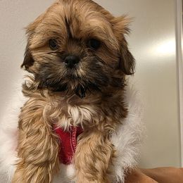 Opie - Red and white male Shih Tzu puppy in Rockmart, Georgia from Sonya Garrett