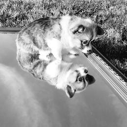 Pembroke Welsh Corgi Puppies from Ranch Hand Corgis