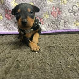 Rowan - Black and tan male Miniature Pinscher puppy in Lancaster, Missouri from White Stone Ranch