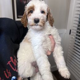 Ophelia - Parti female Goldendoodle puppy in Calera, Alabama from Red Mountain Minis