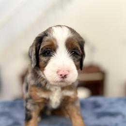 Wrigley - Merle male Bernedoodle puppy in Waco, Texas from Blessings Pups Doodles