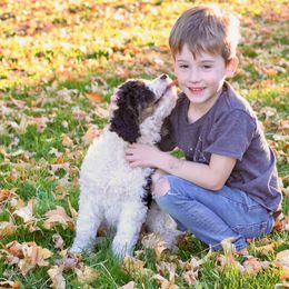 Bernedoodle Puppies from Homestead Bernedoodles