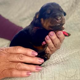 Thunder - Black and mahogany male Rottweiler puppy in Crothersville, Indiana from The Solid Rock Kennel