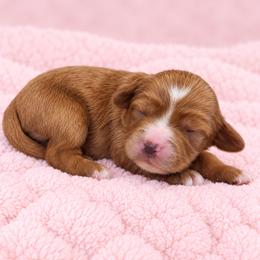 Cinnamon - Red female Cavapoo puppy in Floyd, Virginia from Hearts and Paws Poodles and Doodles