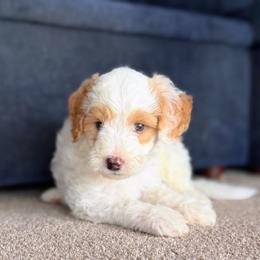 Benedict - Parti male Goldendoodle puppy in Barstow, California from Golden Desert Doodles