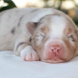 Stephen - Red merle male Miniature Australian Shepherd puppy in Goliad, Texas from Sassy Lil Aussies and Diamond W Poodles