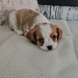 Oliver - Blenheim male Cavalier King Charles Spaniel puppy in Decatur, Illinois from Petite Pups