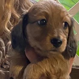 Duffy soft long wire 2150 - Red male Dachshund puppy in Elizabethtown, Kentucky from Teeny Tiny Puppy Tails