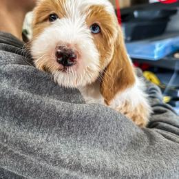 Goldendoodle Puppies from The W Doods
