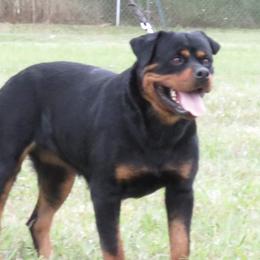 Iggy - Rottweiler