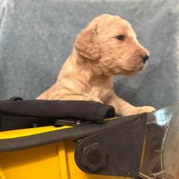 Apollo - Cream male Poodle puppy in Petal, Mississippi from Petal Poodles