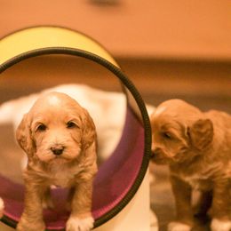 Australian Labradoodle Puppies from Bedrock Labradoodles