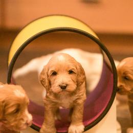 Australian Labradoodle Puppies from Bedrock Labradoodles