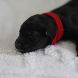 German Shepherd puppies from Augenblick Kennels