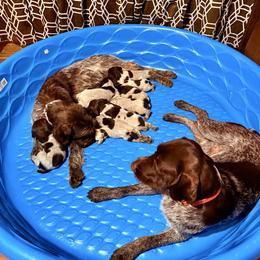 Chief - Brown and gray male Wirehaired Pointing Griffon puppy in Shelbyville, Texas from AndersonK9Kennels Bayou Beards