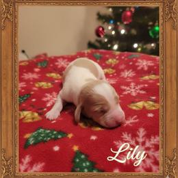 Lily - Piebald female Dachshund puppy in Marshall, Texas from Wilson's Kennels