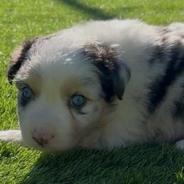 Ocean - Blue merle male Australian Shepherd puppy in Springfield, Oregon from Shelter Cove Aussies