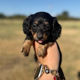 Franny - Black and tan female Dachshund puppy in Durant, Oklahoma from Big Creek Mini Dachshund