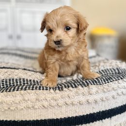 Maltipoo Puppies from Gem Puppies