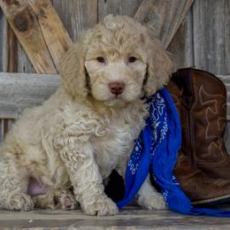 Denver - Yellow Collar - Apricot male Goldendoodle puppy in Macedon, New York from Toodles Goldendoodles