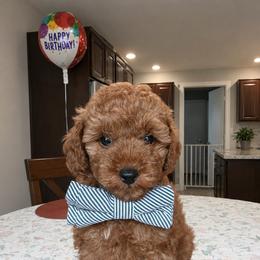 AKC Chance - Ready today - Red  male Poodle puppy in Tampa, Florida from The Sweet Life of a Toy Poodle