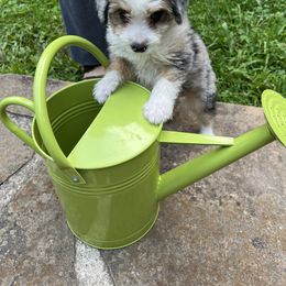 Aussiedoodle Puppies from Hearth&Hound Doodles