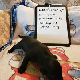 Lazar Wolf - Black male Flat-Coated Retriever puppy in Stillwater, Minnesota from Whirlwind Flat-Coated Retrievers