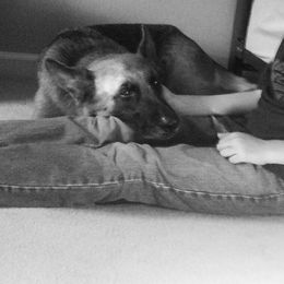 German Shepherd Puppies from Trick Dog & Farm Dog Certified & Urban Canine Good Citizen