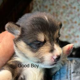 Pretty Good Boy Love You - Black and tan male Pembroke Welsh Corgi puppy in Blaine, Tennessee from Rose Brier Pembroke Welsh Corgis
