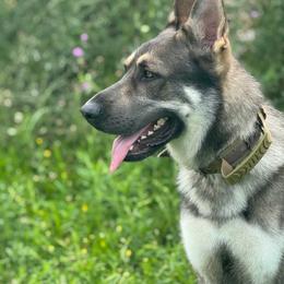 Roam - German Shepherd