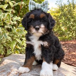 Astrid - female Australian Mountain Doodle puppy in Wellsville, Utah from Stay Golden Doodles