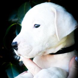 Black collar male- Erebus - White male Dogo Argentino puppy in San Diego, California from Debonair Dogos