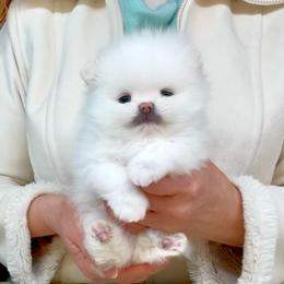 Snow Angel - White male Pomeranian puppy in Irvine, California from Bon Bon Poms