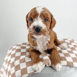 Swish - Red  male Goldendoodle puppy in Jamestown, Kentucky from Milk & Honey Doodles