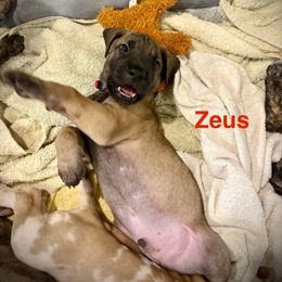 Zeus - Fawn male Great Dane puppy in Aldie, Virginia from High Point Mountain Danes